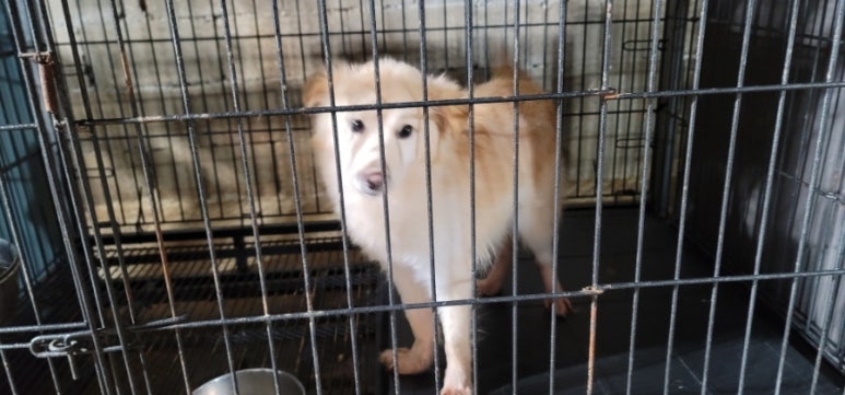 무안군유기동물보호소_446495202500078